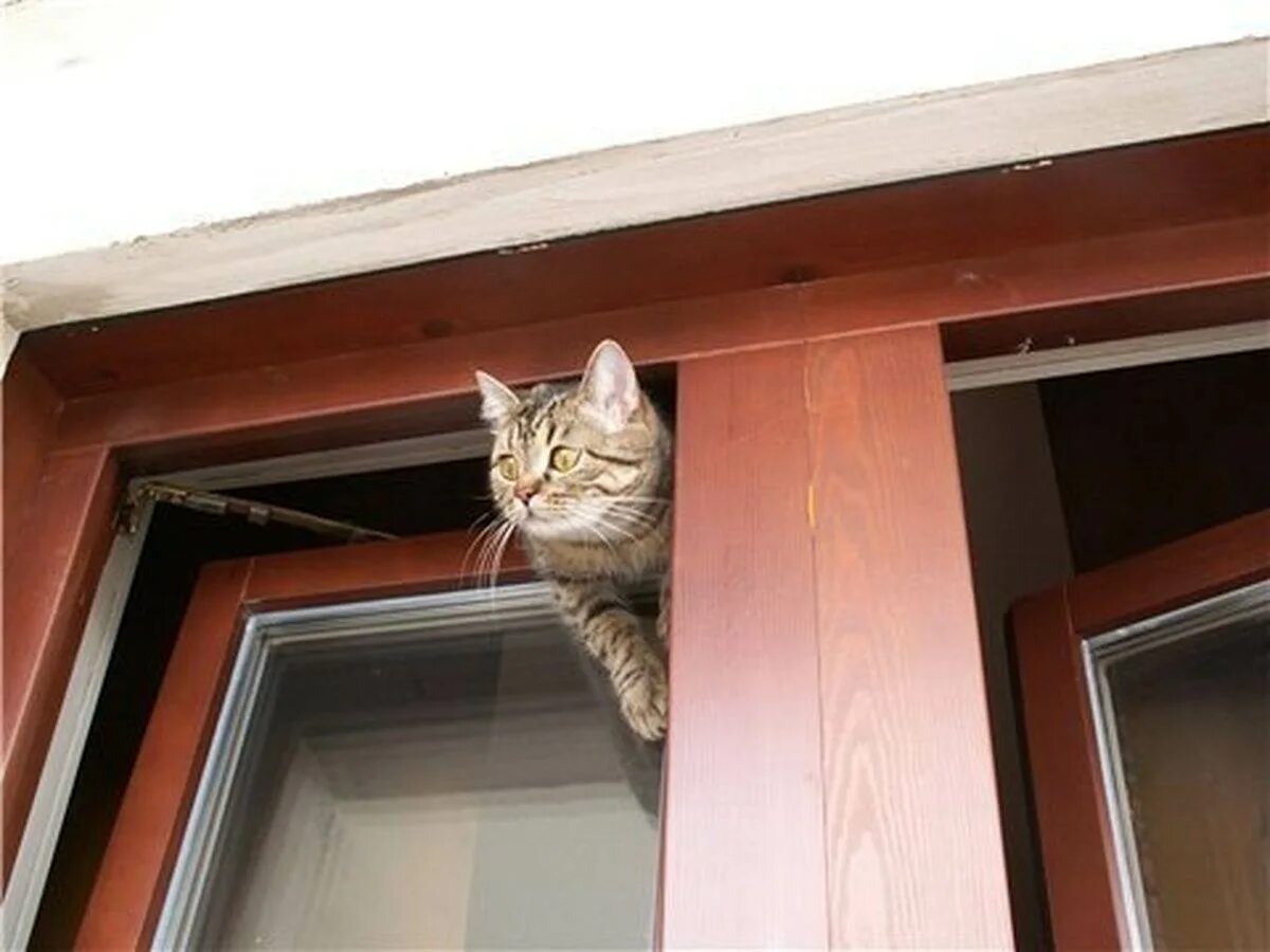 Кот открывает окно. Кот на окне. Коты на форточке. Кот застрял в окне. Кошка на пластиковом окне.