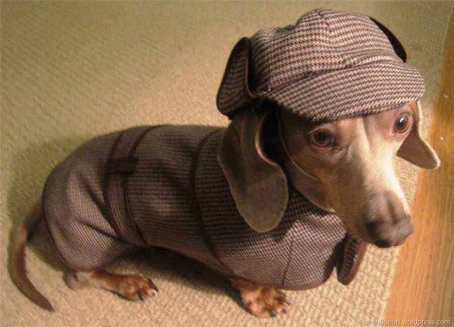 Костюм Шерлока Холмса для собаки. ТАКСМАГ одежда для такс. Такса в костюме Шерлока Холмса.