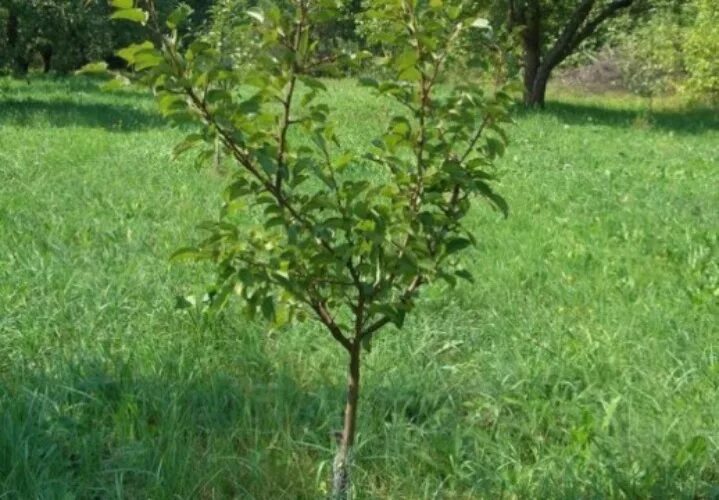 Молодые деревья как называются. Дикая яблоня саженец. молодое дерево. молодые деревья. молодая яблоня дерево.