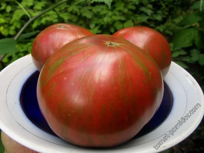 Томатный гном стринги. Томатный гном томат мязиной. Гном стринги томат описание. Сорт гном стринги описание. Гном стринги томат описание.