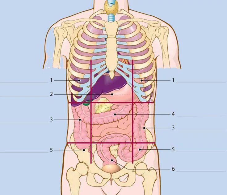 Внутренние органы. Внутренние органы человека. Расположение внутренних органов. Человеческие органы расположение.