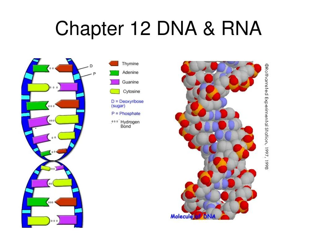 ДНК И РНК атгц. Атгц. G- ДНК. 12 ДНК.