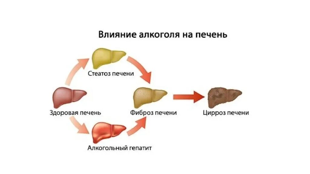 Печень в 1 год