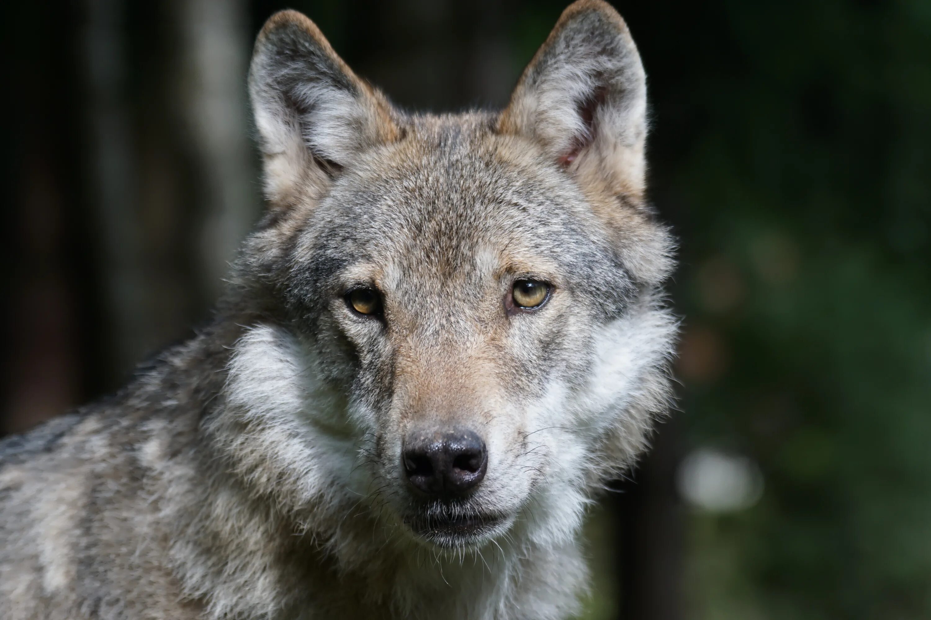 Canis Lupus irremotus. Млекопитающие волк. Европейские волки Lupus Lupus canis. Европейский волк.