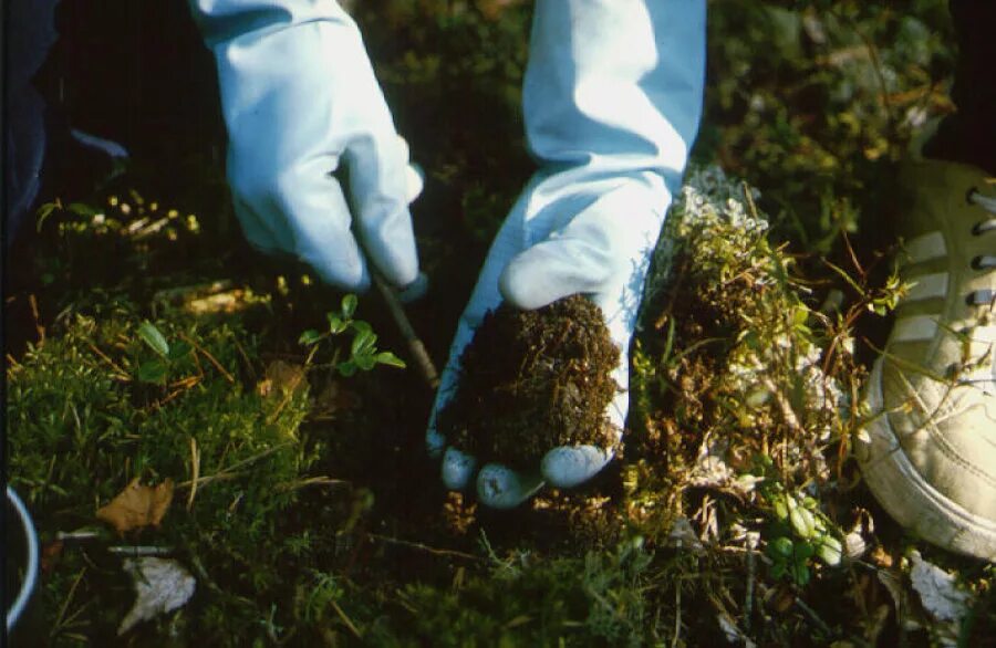 Биоиндикация почв. Экологический мониторинг почв. Полевые исследования почв. Полевые экологические исследования.