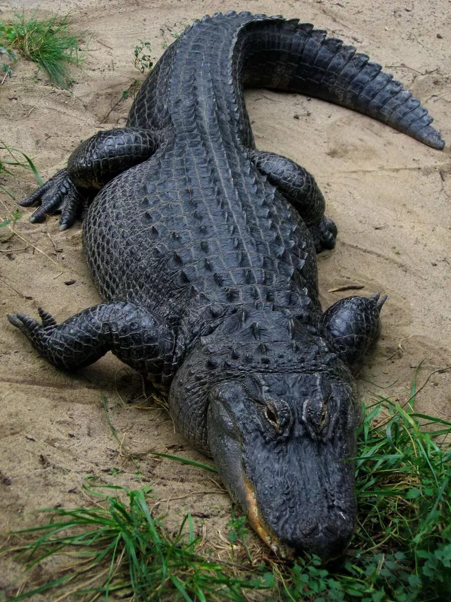 Кто такой аллигатор. Крокодил Аллигатор гавиал. Крокодил Аллигатор Кайман. Миссисипский Аллигатор. Крокодил Аллигатор Кайман гавиал.