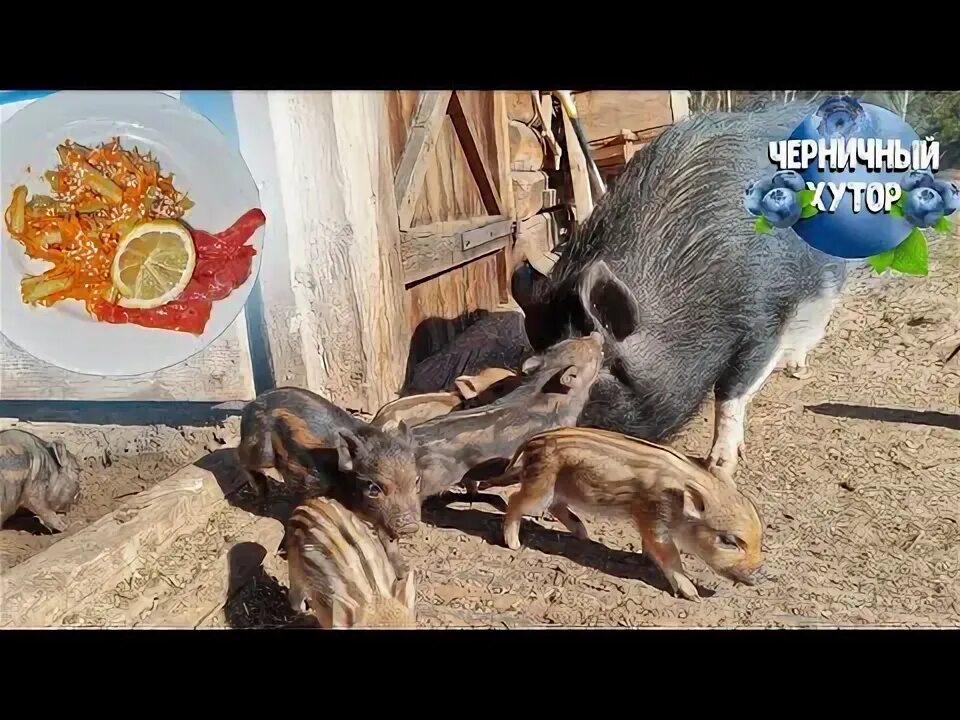 Черничный Хутор - Обзор канала - YouTube
