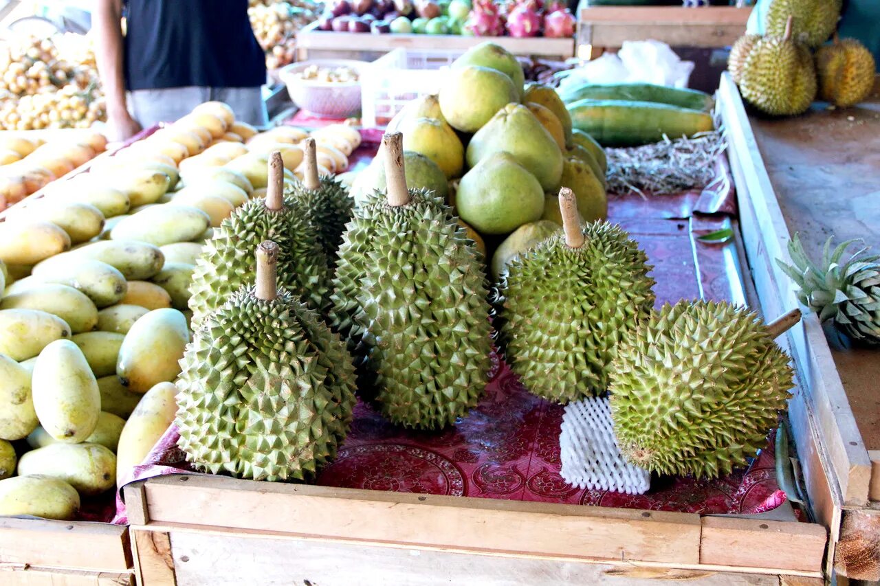 Можно вывозить фрукты из тайланда в россию. Фрукт Тайланда дуриан. Дуриан цибетиновый. Дуриан в Тайланде. Дуриан дерево.