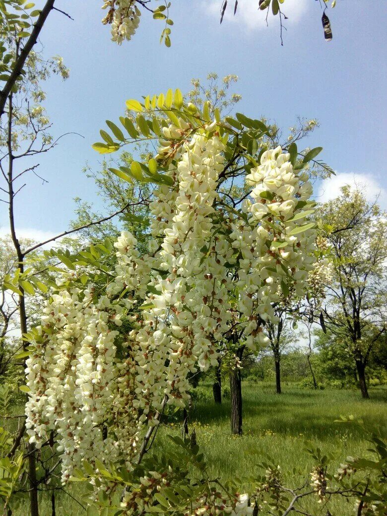 Акация белая (Робиния). Цветущая Акация. Цветущая белая Акация. Акация беловатая.