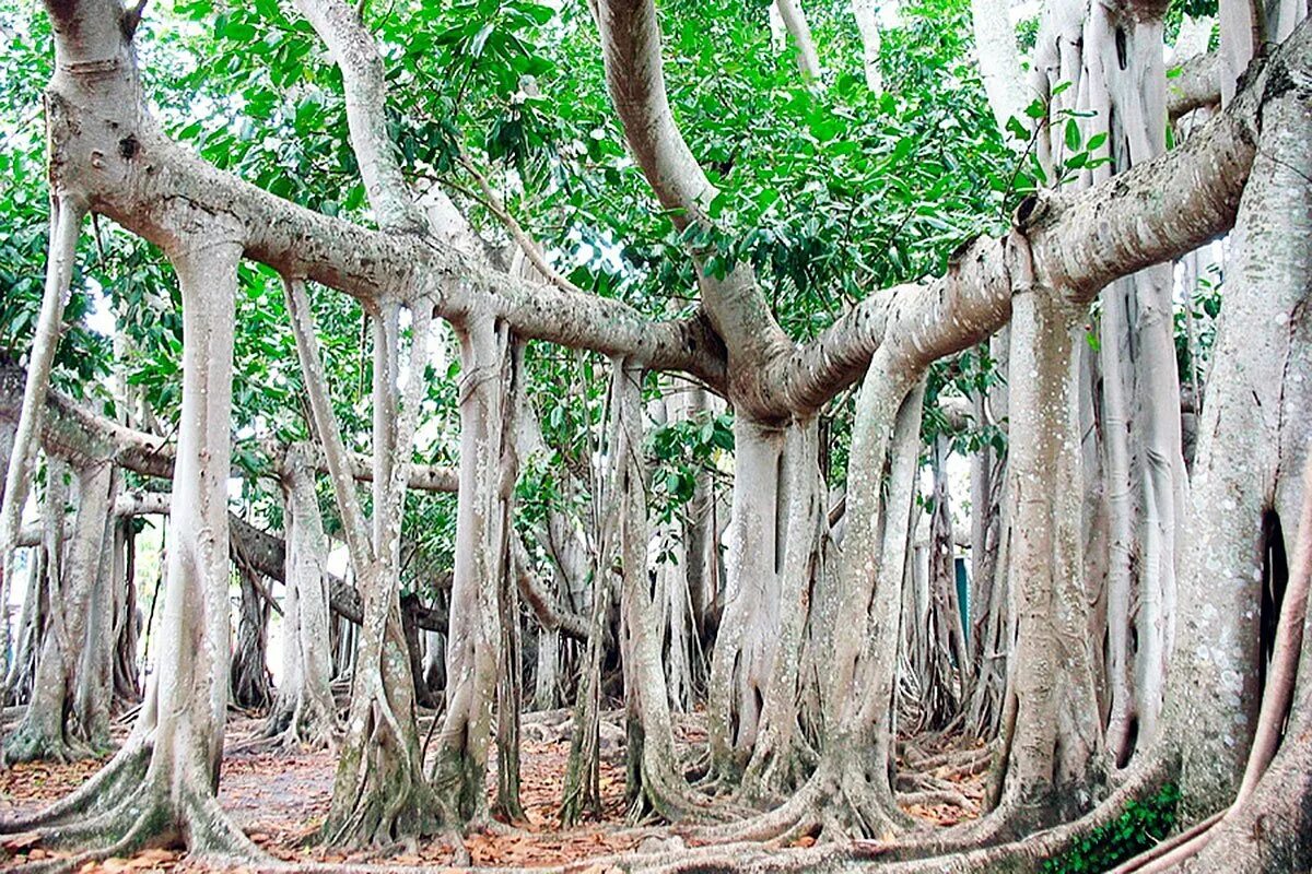 Виды ствола растений. Фикус Баньян. Баньян национальное дерево Индии. Великий Баньян дерево. Фикус бенгальский Баньян.