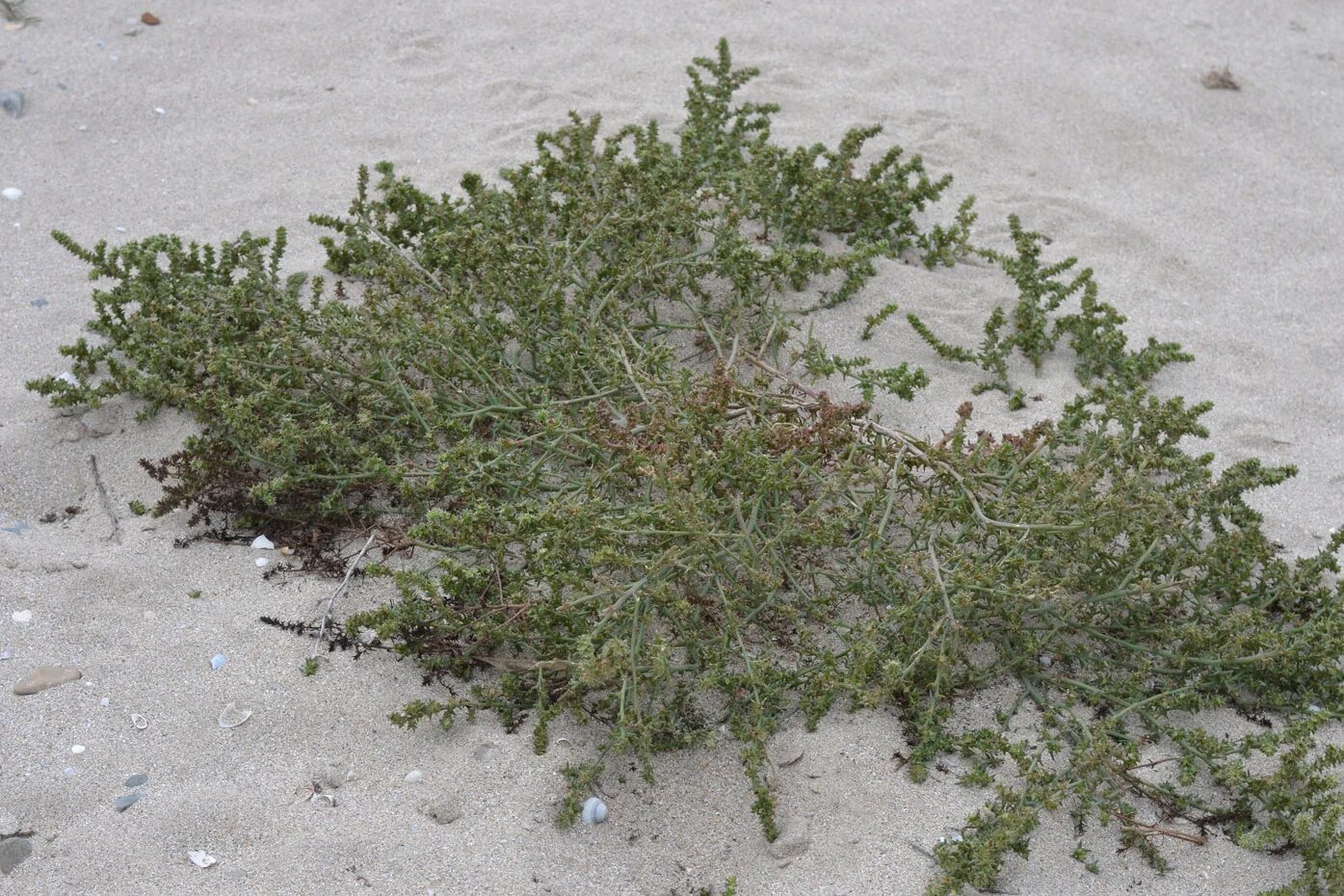 Солянка трава. Salsola ruthenica. солянка холмовая перекати поле. солянка рихтера (salsola richteri). salsola komarovii.