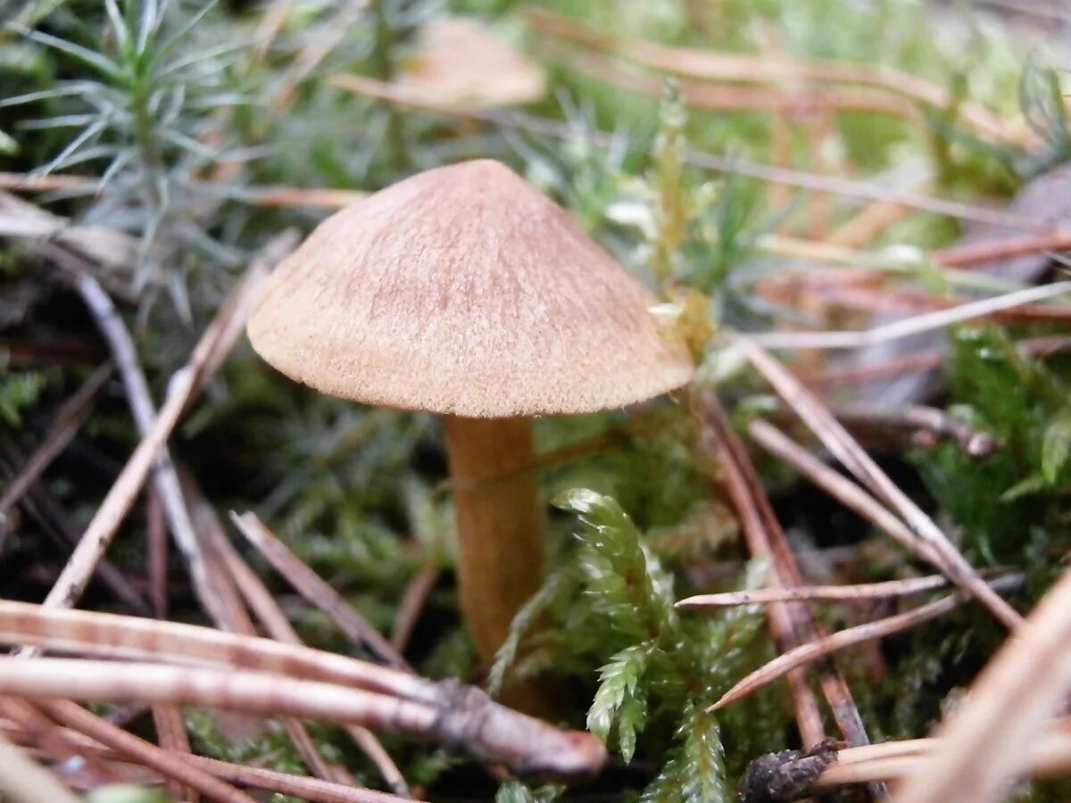 Lepista panaeolus. Съедобные грибы удмуртии фото. Грибы федорки. Грибы травяники удмуртии. Боровик гриб съедобный.