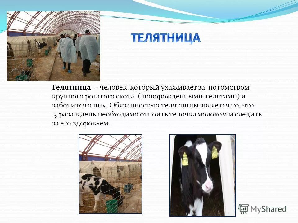 Омар си дрисс. Парень дает девушке цветы. Овощ в парикмахерской. Как человек ухаживает за домашними животными. Как называют людей которые ухаживают за.