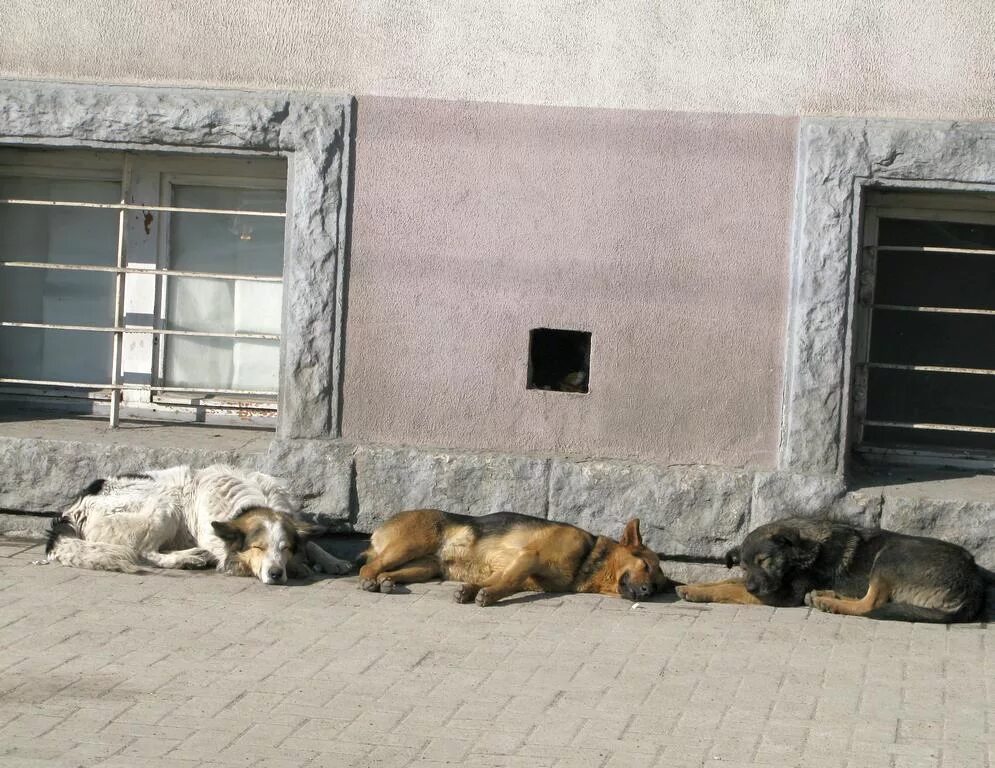 Бездомные собаки в Москве. Бездомные собаки в Калининграде. Бездомные животные Калининград. Безнадзорные собаки Калининград.