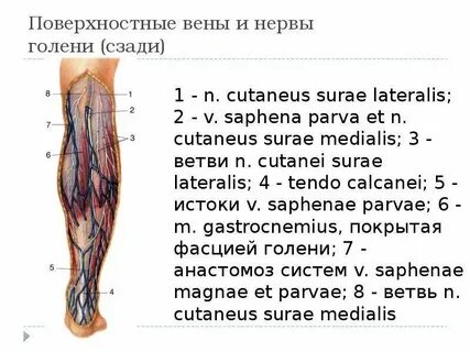 Поверхностные нервы