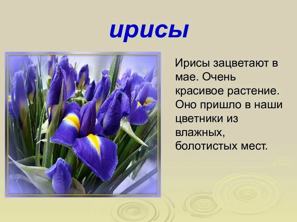 Песни в память о крокусе слушать. Презентация на тему цветы. Описание весенних цветов. Рассказ о цветах. Весенние цветы описание.