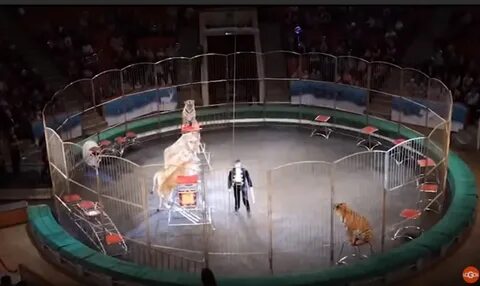 Видео представлений