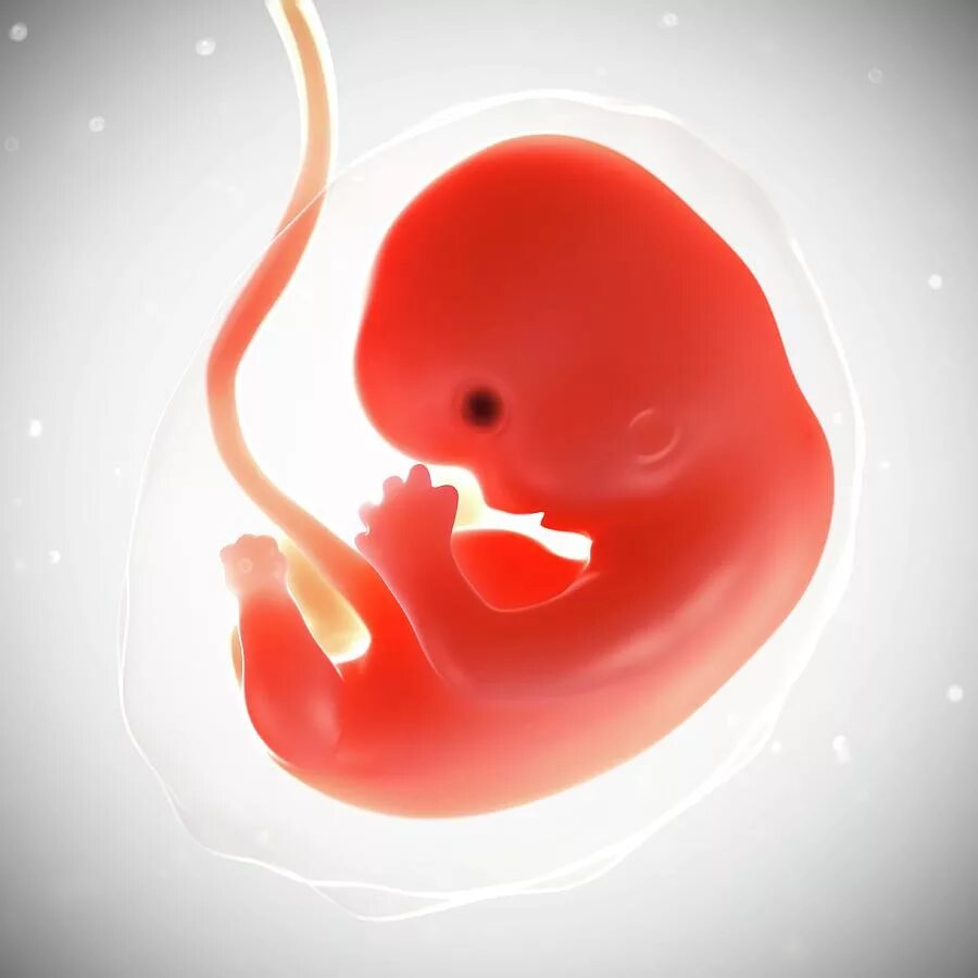 7 недель какой ребенок