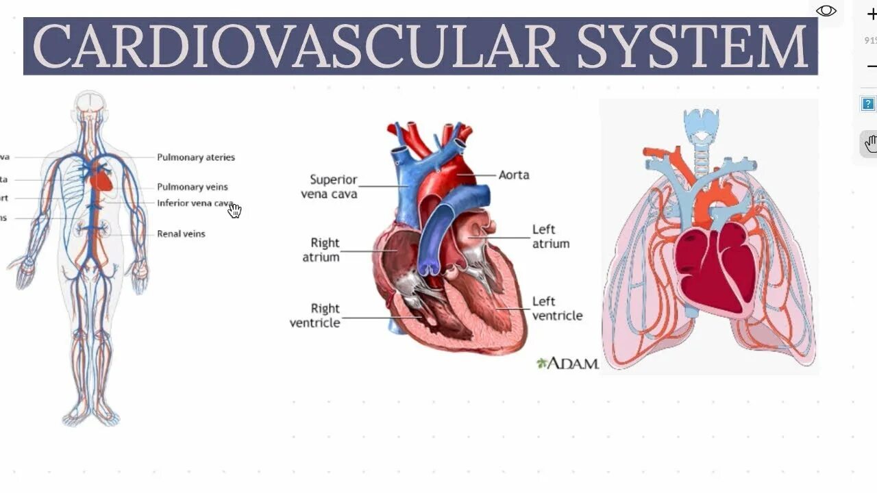 Cardiovascular system. Cardiovascular System Glossary.