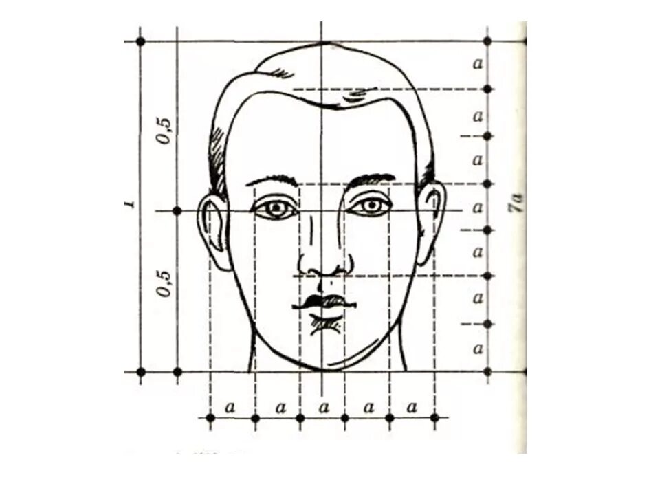 У взрослого человека голова занимает. Пропорции лица человека для рисования сбоку. Пропорции лица человека схема. Конструкция головы человека. Пропорции лица человека для рисования.