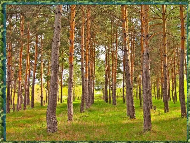 Сосновые леса в луге. Сосновый лес в мае. Луга сосны. Сосново березовый лес. Леса под Лугой.