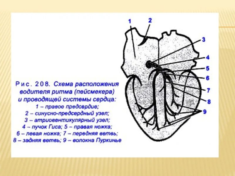 Тракты сердца. Проводящая система сердца водители ритма. схема расположения проводящей системы сердца. рис. проводящая система сердца. проводящая система сердца чб.