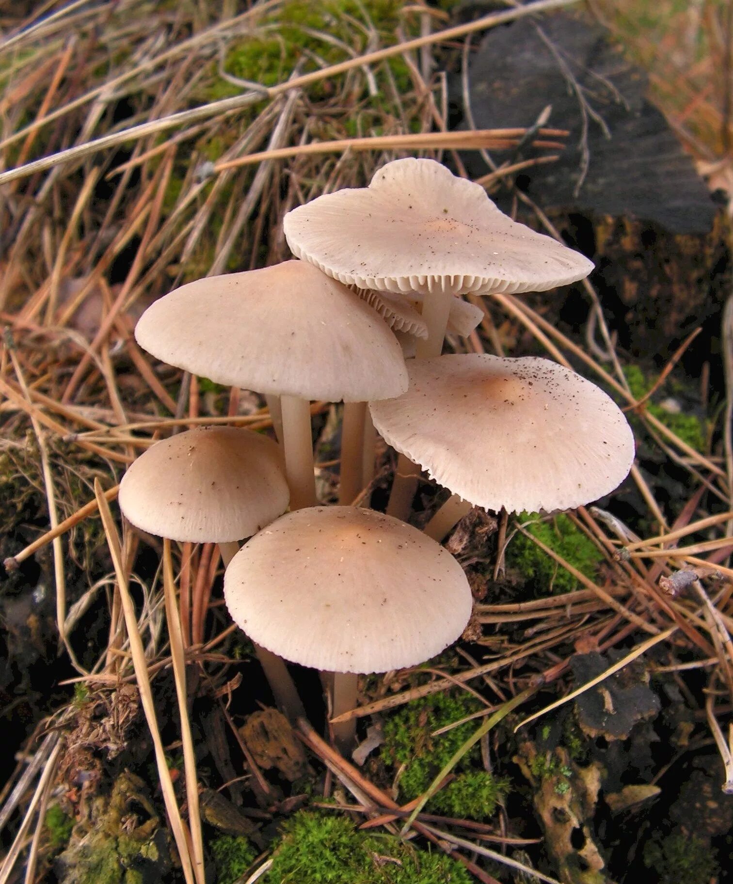 Мицена. Mycena. гриб mycena. мицена обыкновенная. мицена колпаковидная.