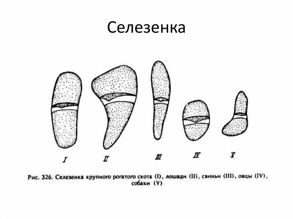 Селезенка коровы анатомия. Строение селезенки анатомия животных. Строение селезенки КРС. Анатомия животных селезенка КРС.