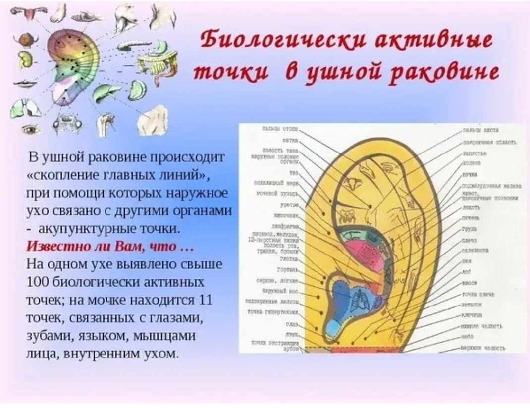 Зоны ушной раковины