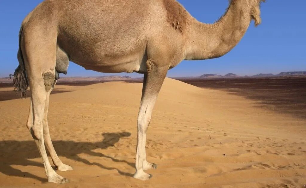 двугорбыйгорбый верблюд. одногорбый верблюд. северный одногорбый верблюд. верблюд одногорбый туркменистан. дикий одногорбый верблюд.