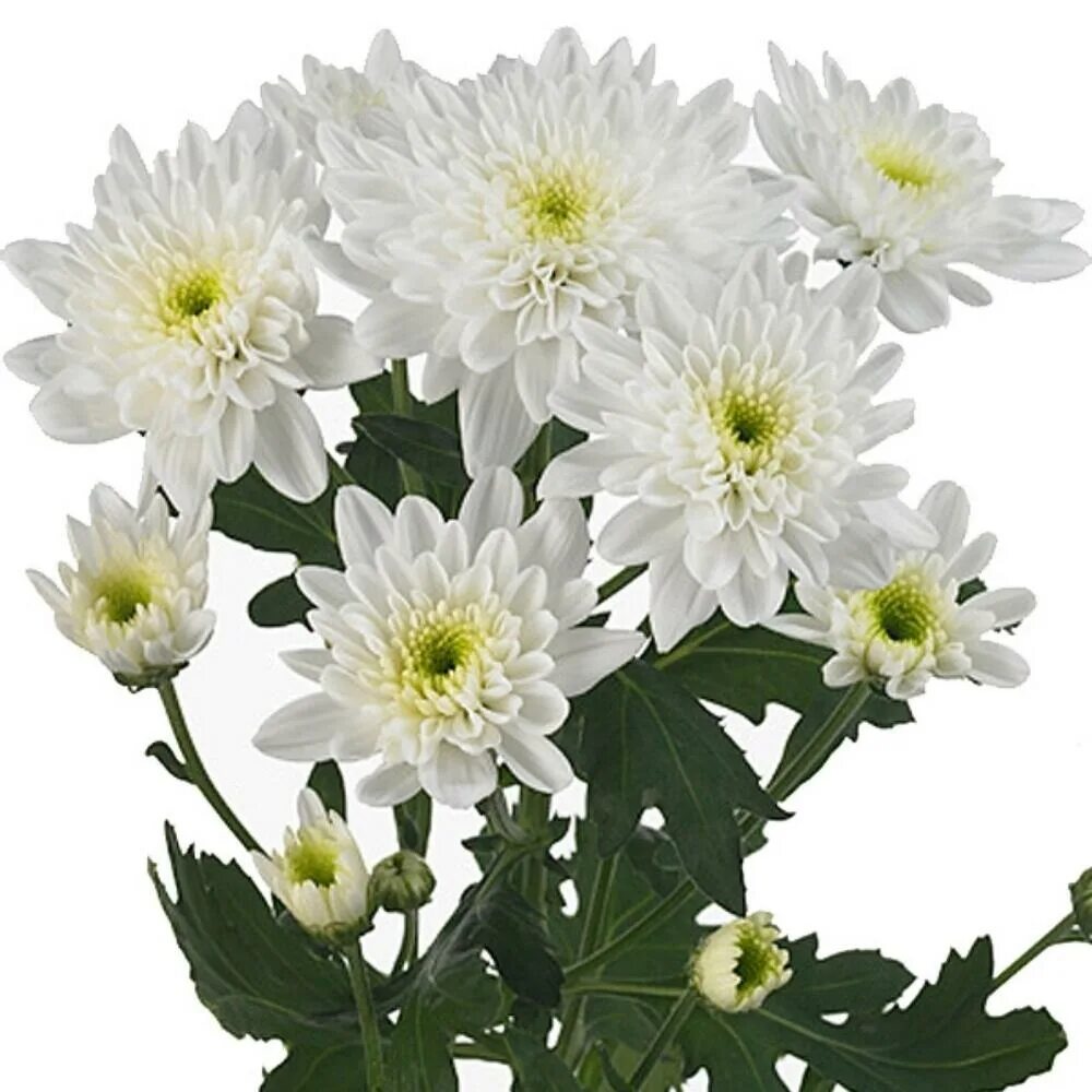 Кустик хризантемы. Кустик хризантемы. Хризантема кустовая radost. Хризантемы кустовые алтай елоу. Хризантема балтика салмон.