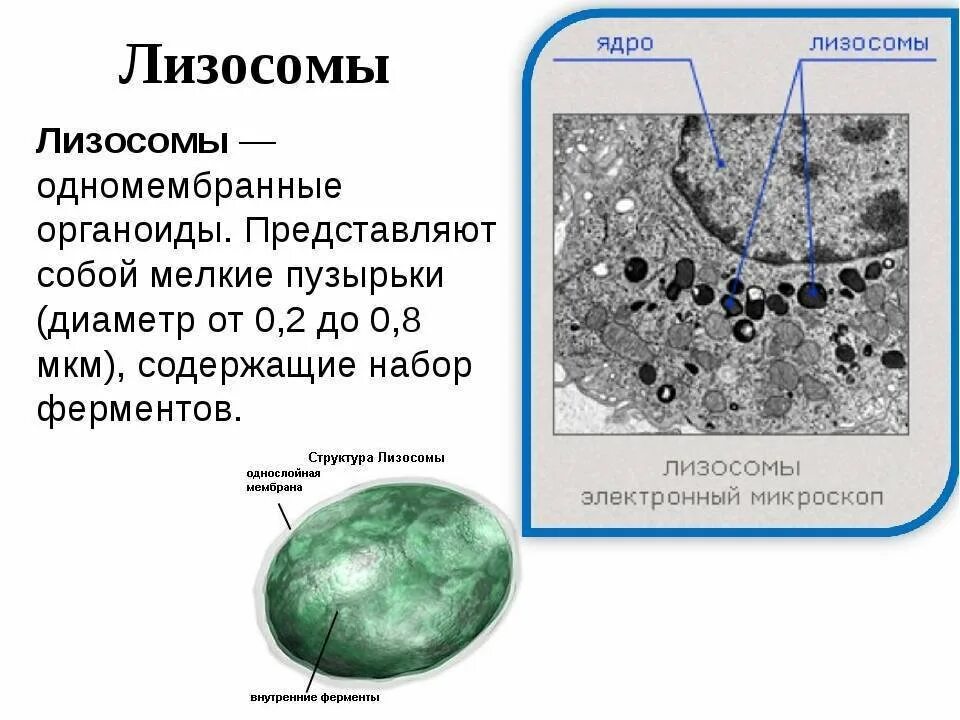 Строение органоида лизосомы. Лизосомы функции в органелле. Лизосома функции органоида. Строение лизосомы клетки. Для лизосом характерно