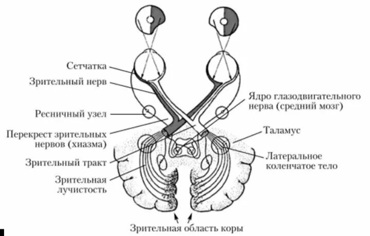 Зрительный нерв в головной мозг. Путь зрительного анализатора схема. Перекрест зрительного нерва анатомия. Путь зрительного нерва схема. Зрительный нерв зрительный Перекрест зрительный тракт.