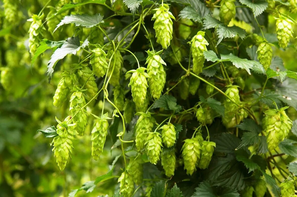 Хмель вьющийся. Хмель лазающий. humulus lupulus.