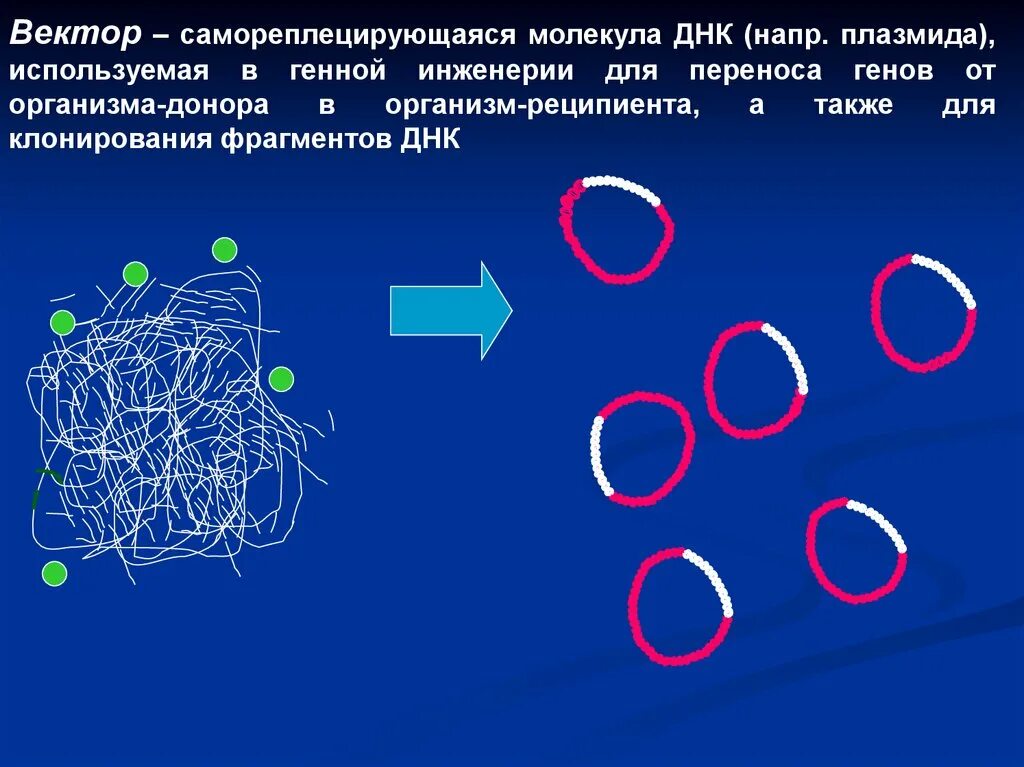 Векторы плазмиды. Векторы в генной инженерии. Понятие вектора в генетической инженерии. Плазмида генная инженерия. Плазмиды в генной инженерии.