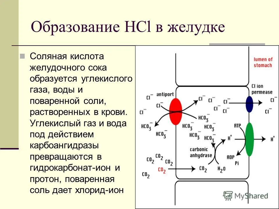 образуется углекислый газ вода. фотосинтез листа. реакция сгорания углекислого газа. образуется углекислый газ вода. образуется углекислый газ вода.