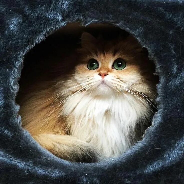 Красивые котики. Милые кошечки. Кошка смузи порода. Смузи кэт. Пушистый сиамский кот порода.