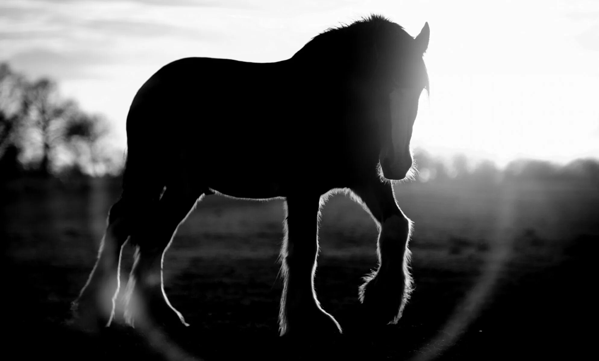 Лошадь черно белая. Лошадь черный. Лошадь на темном фоне. Обои на рабочий стол лошади.