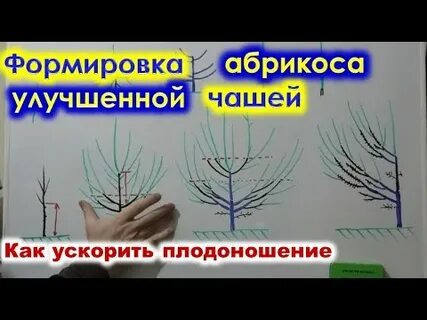 Обрезка абрикосов весной для начинающих в картинках