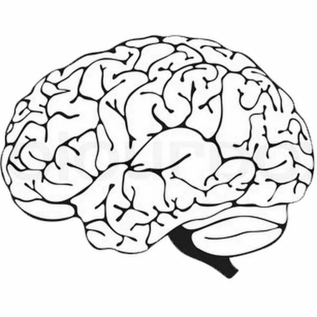 Рисунок мозга легко. Мозг очертания. Мозг контур. Мозг черно белый. Мозг трафарет.
