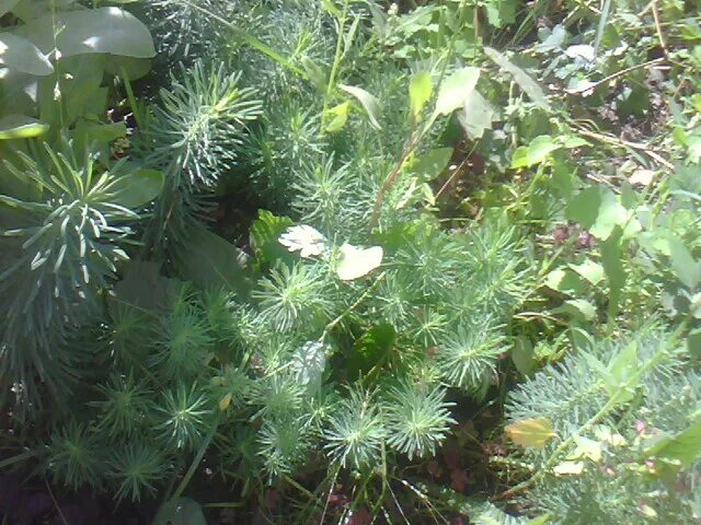 молочай кипарисовый елочка. молочай кипарисовый. молочай садовый кипарисовый. молочай кипарисовый (euphоrbia cyparíssias). араукария комнатная туя.