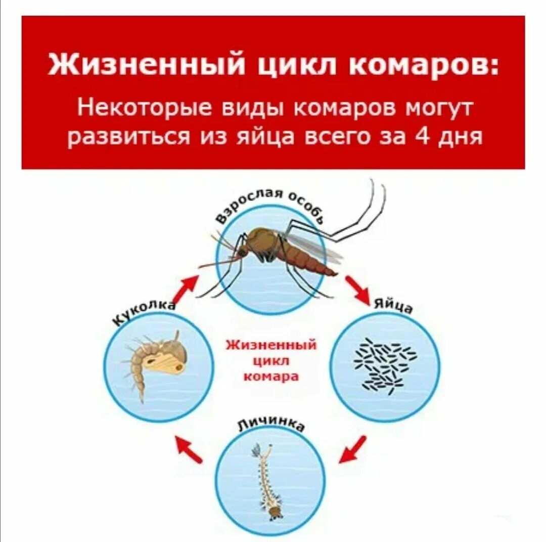 Сколько живут комары обыкновенные. Схема развития комара. Размножение комаров. Сколько живут комары. Сколько лет живут комары.