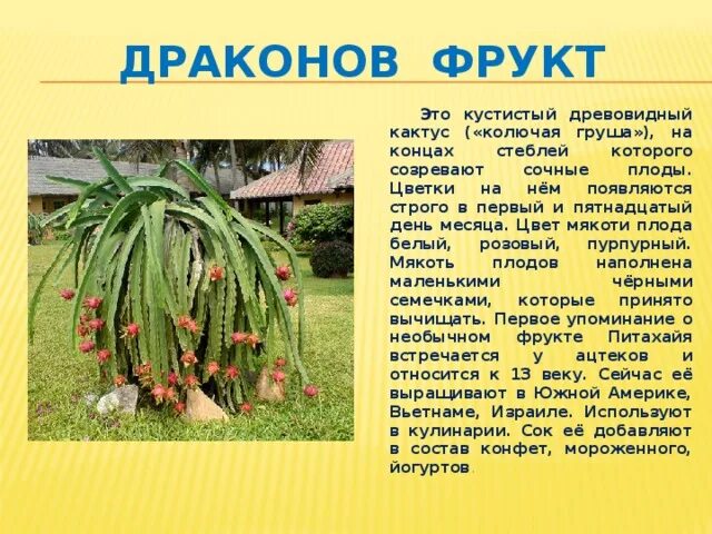"Питахайя": Фрукт, который укрепляет иммунитет, но действует как слабительное Ир