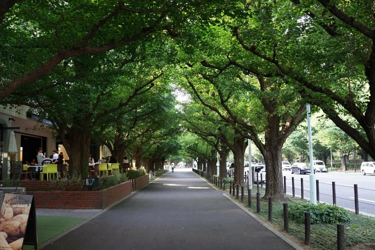 Meiji Jingu Park. Улица с деревьями. Городская улица с деревьями. Деревья в городе. Street trees