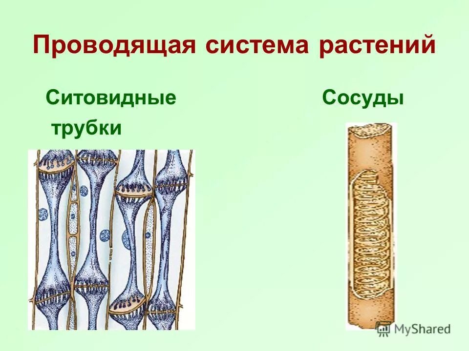 Ксилема флоэма егэ биология. Сосуды и ситовидные трубки рисунок. Сосуды и ситовидные трубки рисунок. Сосуды и ситовидные трубки растений. Сосуды и ситовидные трубки рисунок.