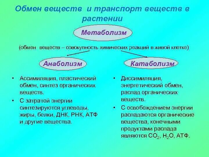 Обмен веществ у растений тест 6 класс. Обмен веществ у растений. Процесс обмена веществ у растений. Схема обмена веществ у растений. Обмен н веществ у растений.