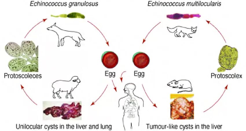 Эхинококкоз у детей симптомы. Echinococcus granulosus life cycle. echinococcus multilocularis жизненный цикл. альвеококк цикл развития. эхинококкоз жизненный цикл.
