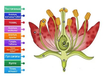 Жыныстық қатынастан кейін аталық бездер