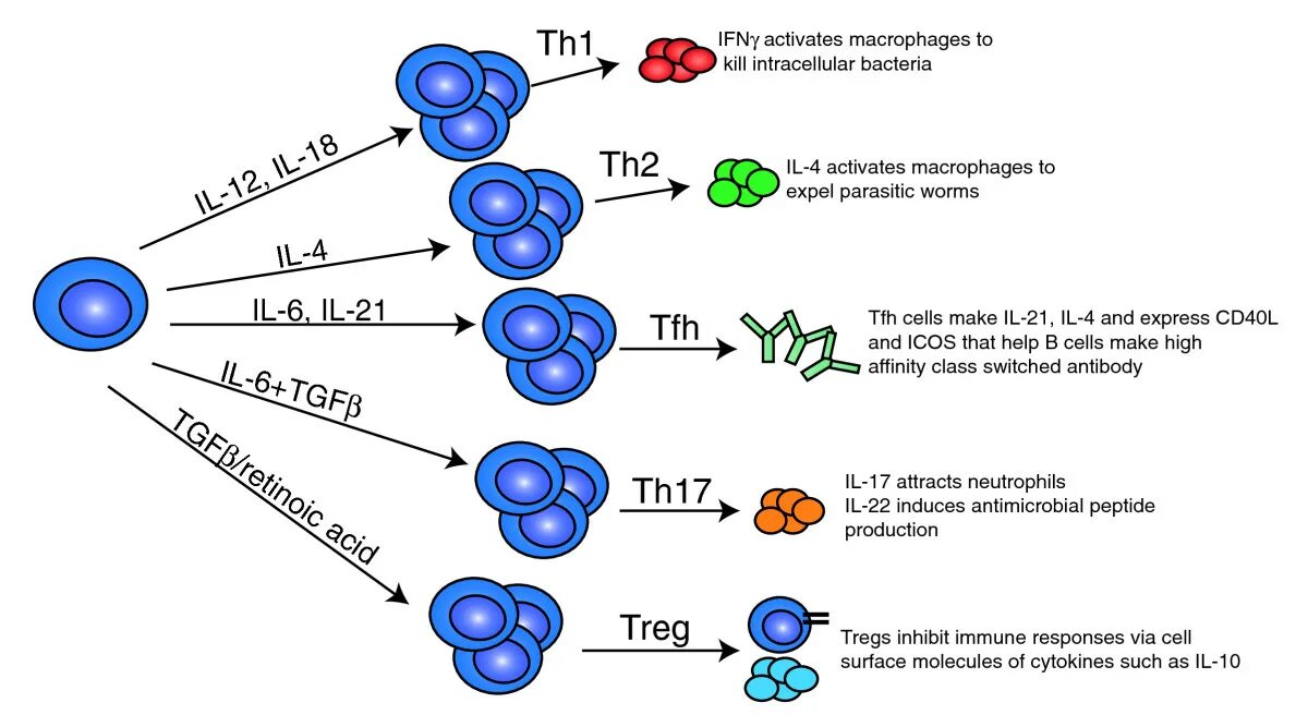 Клетки т 8. Th1 и th2 клетки. Cd4+ t-Cells. Cd4+ клетки. Th2 цитокины.