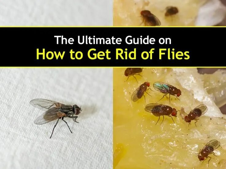 Get rid of the them. Fruit fly. flies in relation to disease. get rid of. drain flies.